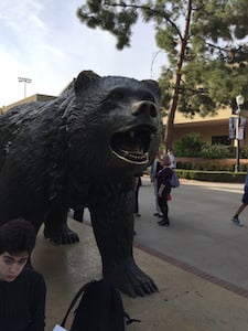 The Bruin bear at UCLA