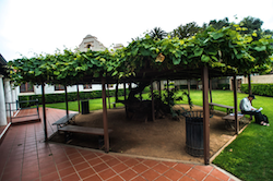 Grapevine Arbor in San Gabriel, California, California