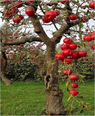 Heavenly Pond Apple Orchard in Lawndale, California