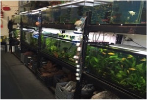 Lotus Aquarium in Lawndale, California