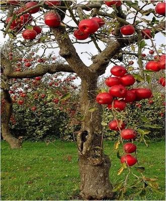 Heavenly Pond Apple Orchard in Lawndale, California
